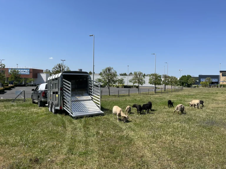 DEPOSE MOUTONS