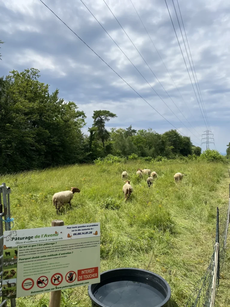 ECOPATURAGE AVEC FILETS
